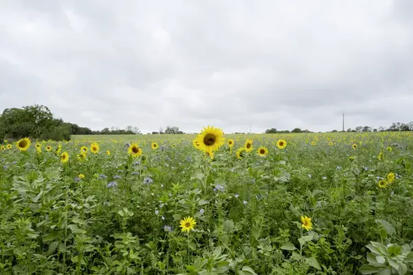 Biodiversité : le sol, là où tout prend racine Biodiversité : le sol, là où tout prend racine